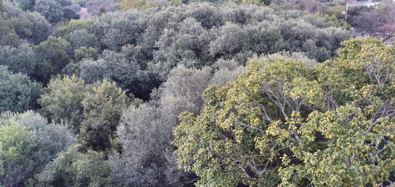 Nehema Manor Βίλα Schoemanville Εξωτερικό φωτογραφία